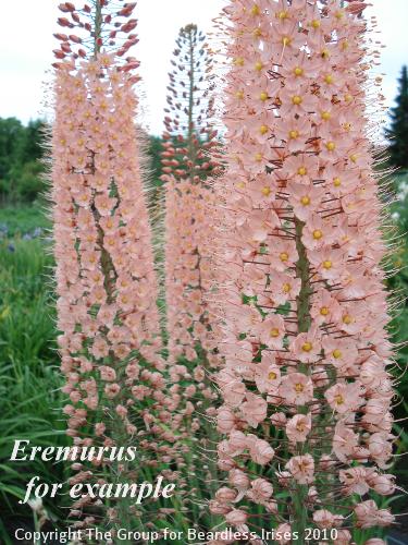 OW G27 Eremurus